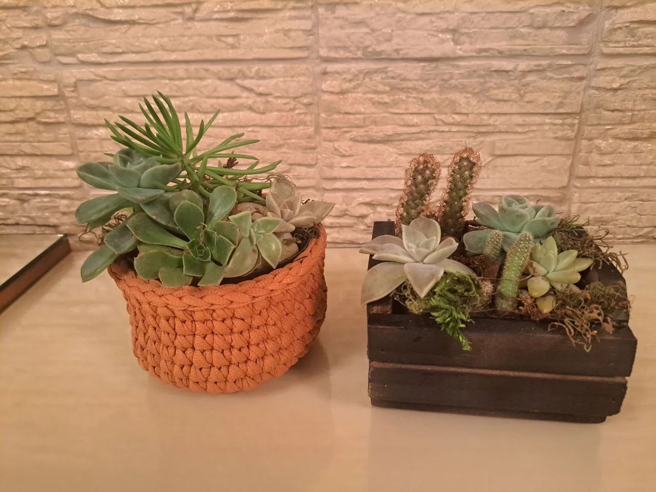 Arranjos de Suculentas em Vasos Decorativos