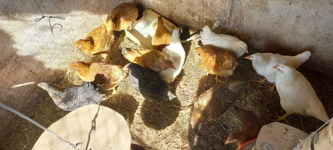 Galinhas e Ovos Caipira Legítima  - Foto 4