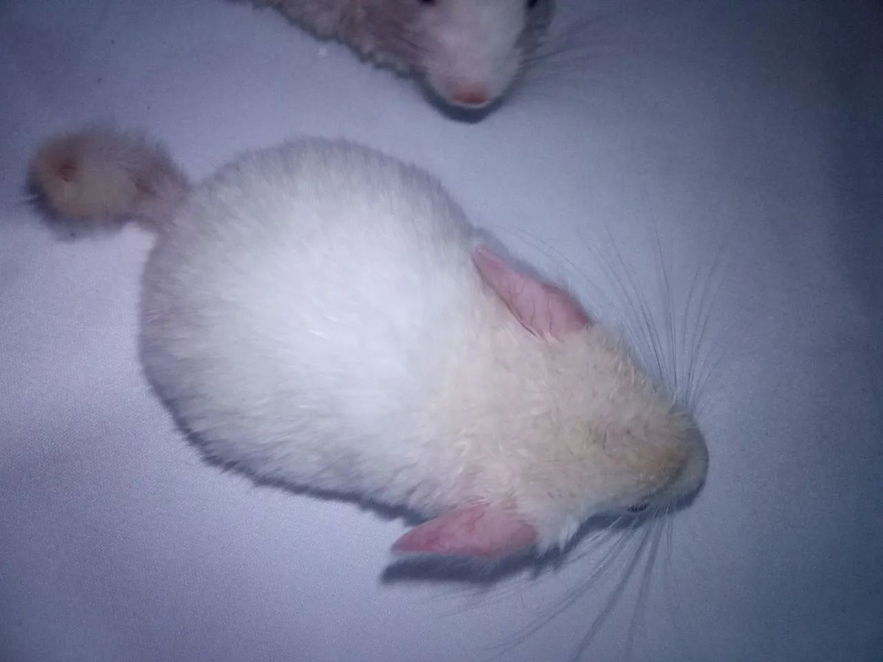 Vendo Lindo Chinchila Pink White Macho Carinhoso - Foto 3