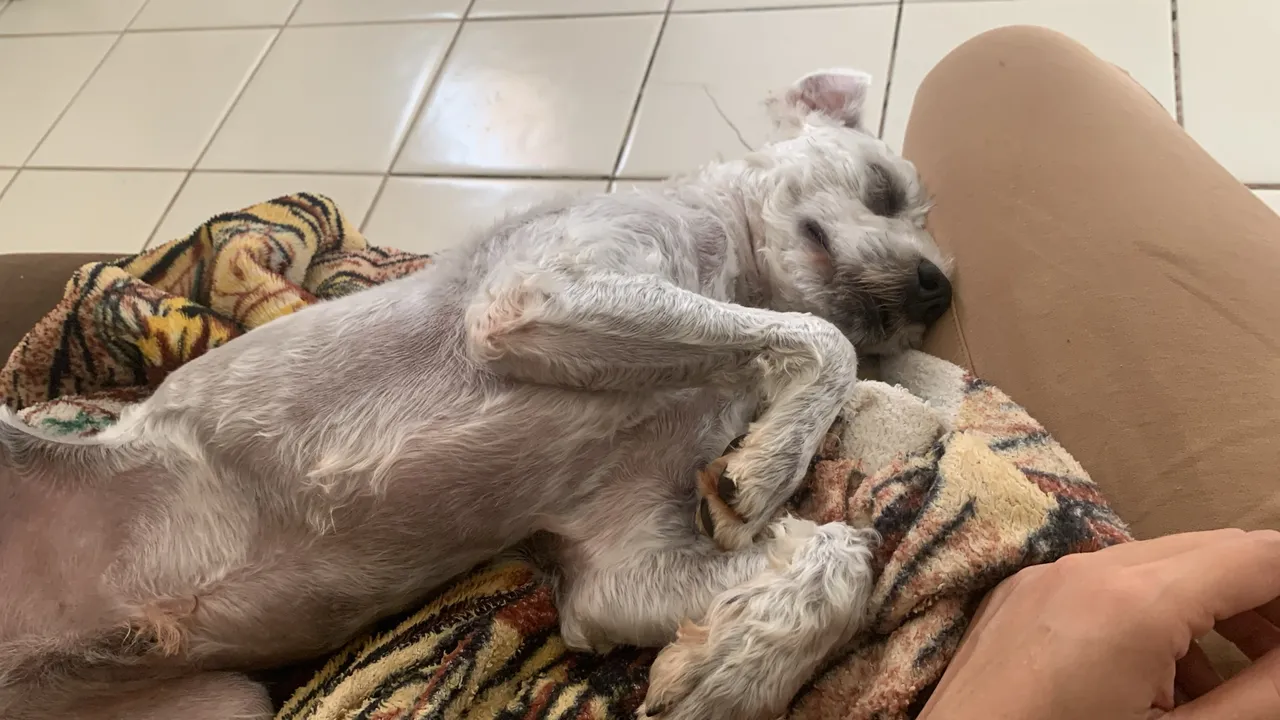 Poodle