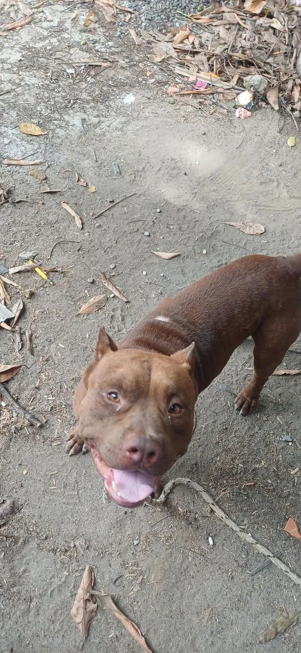 Doação de Pit bull, menos de 1 ano de vida!!!!! - Foto 3
