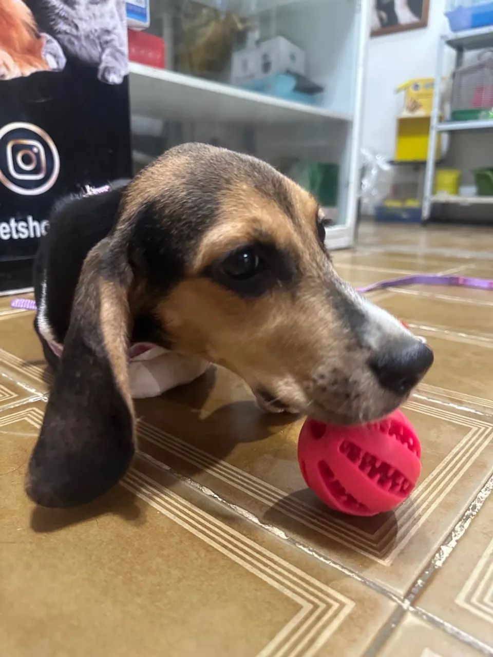 Filhote Beagle fêmea vacinas Pedigree