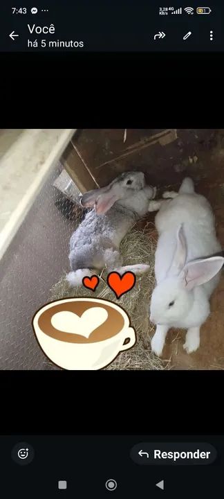 Coelho gigante de flandes casal reprodutor ?