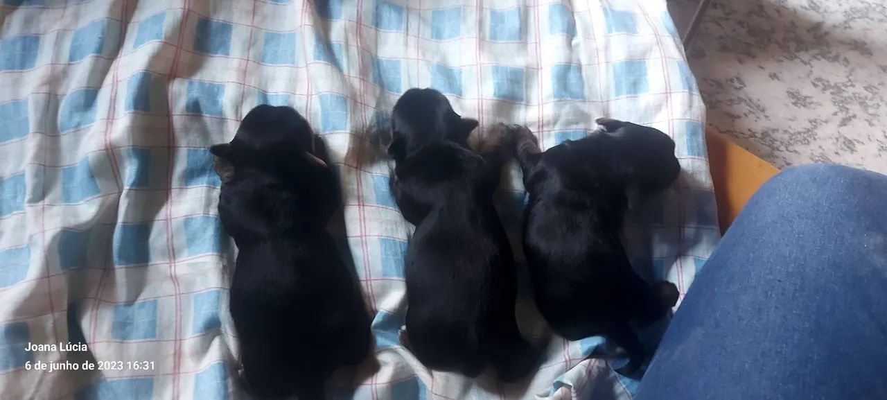 Vendo Yorkshire 1 300 cada são 3 fêmea  - Foto 4