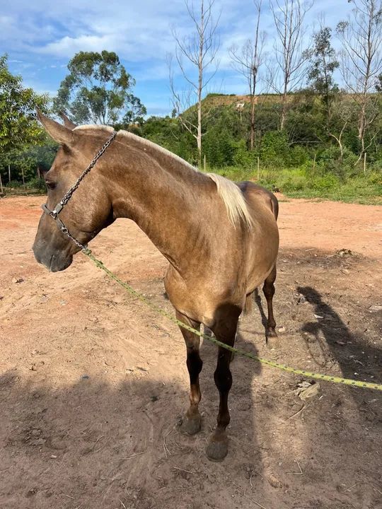 Potro Mangalarga garanhão  - Foto 4