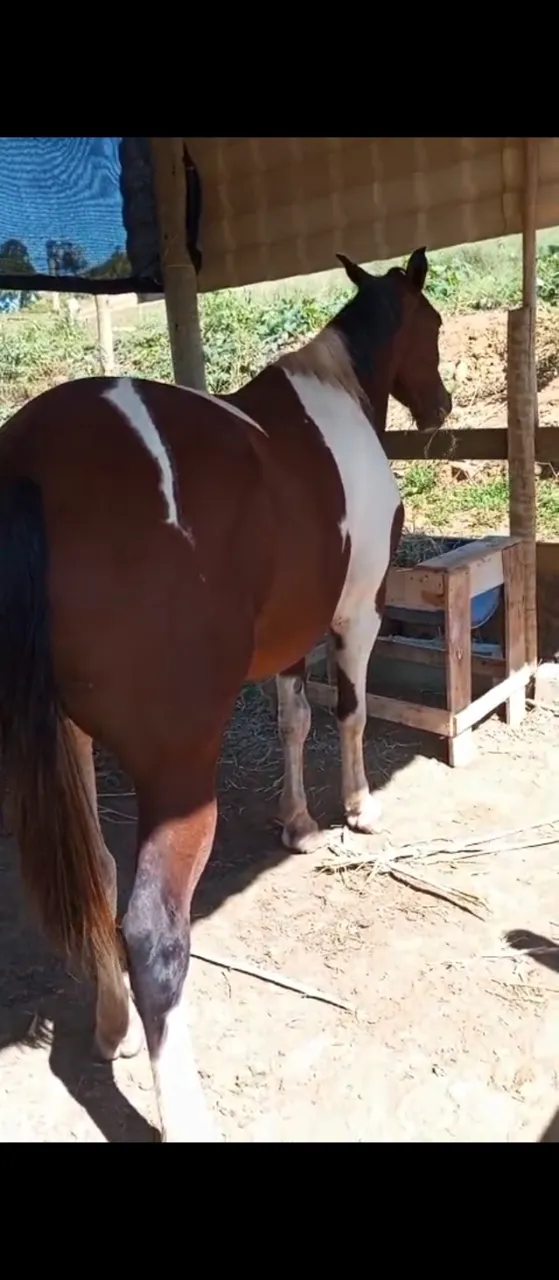 Cavalo Paint horse