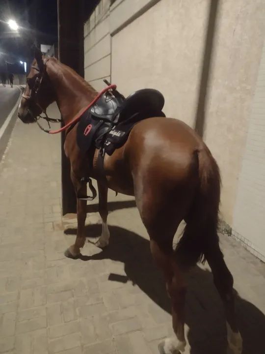 Cavalo Mangalarga Marchador - Foto 6