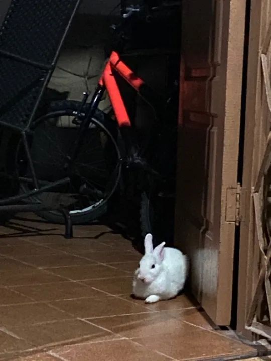 Coelhinho Branco Fofo para Adoção - Foto 4