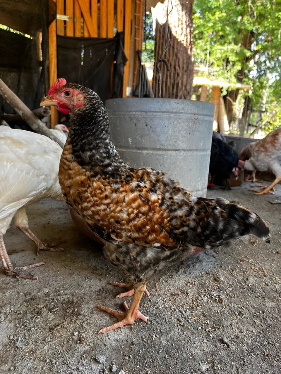 Frangas e frangos caipira  - Foto 4