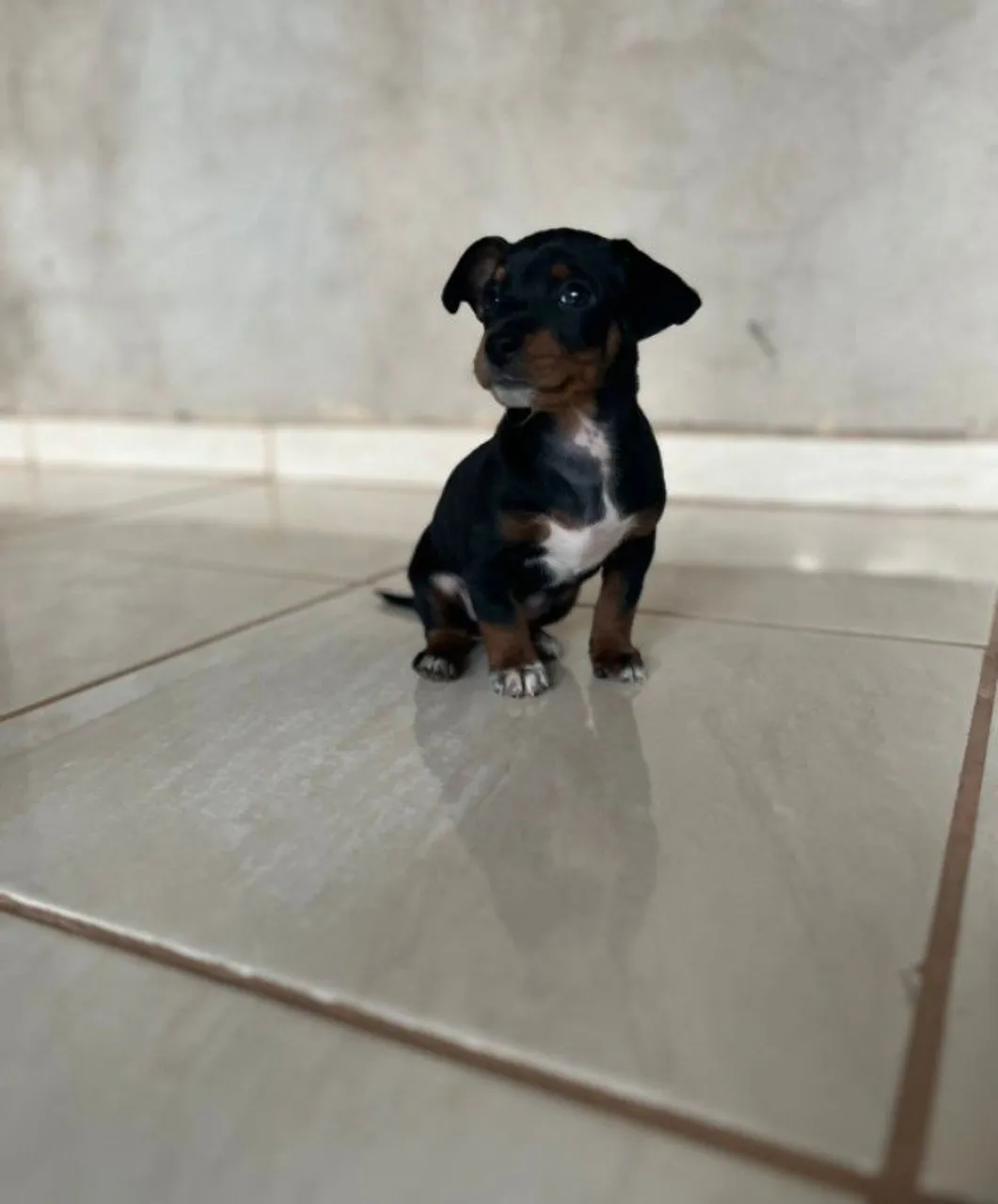 Filhotinho de Pinscher disponível para venda!!