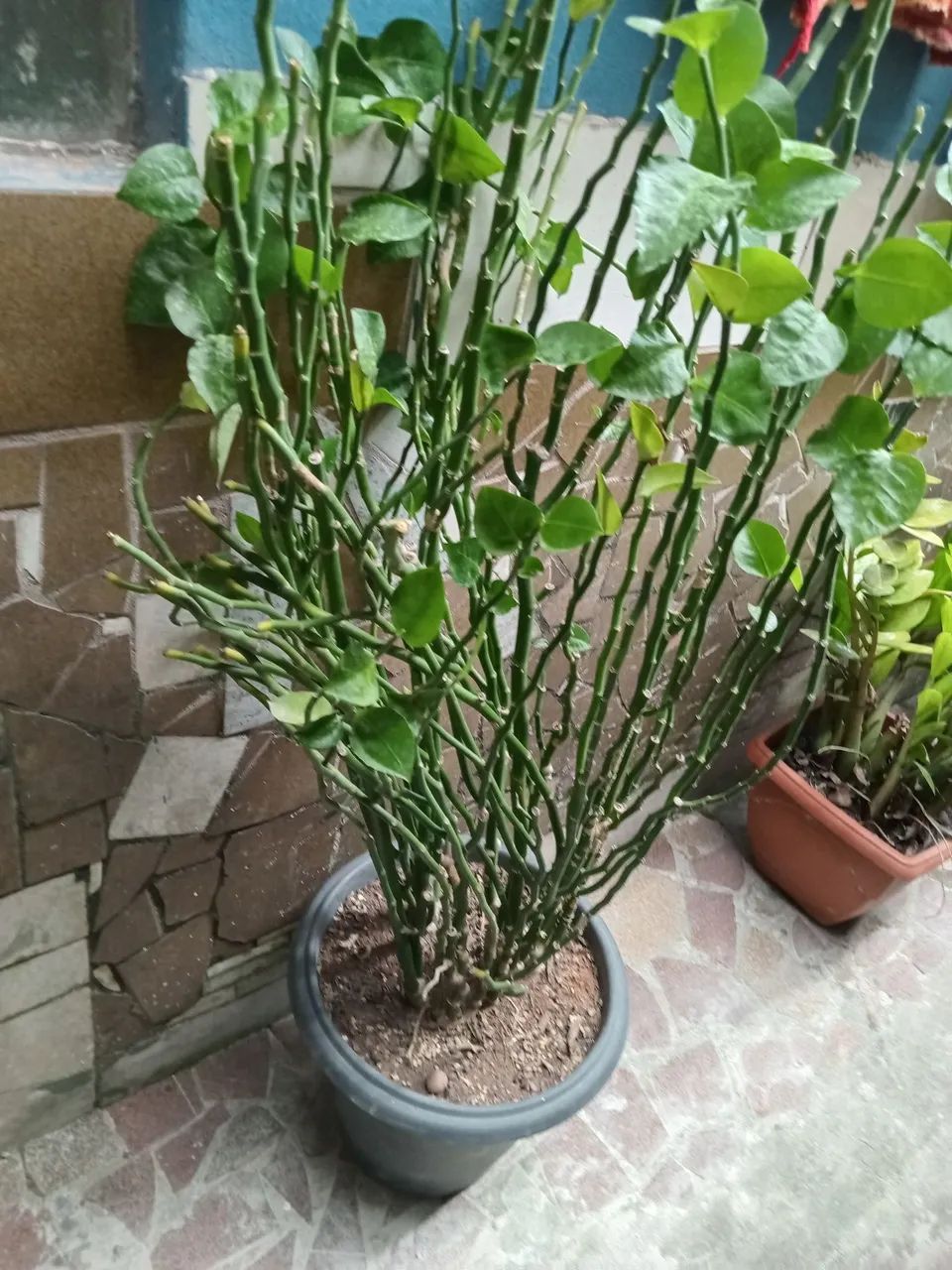 Planta de Jardim, doi amores.