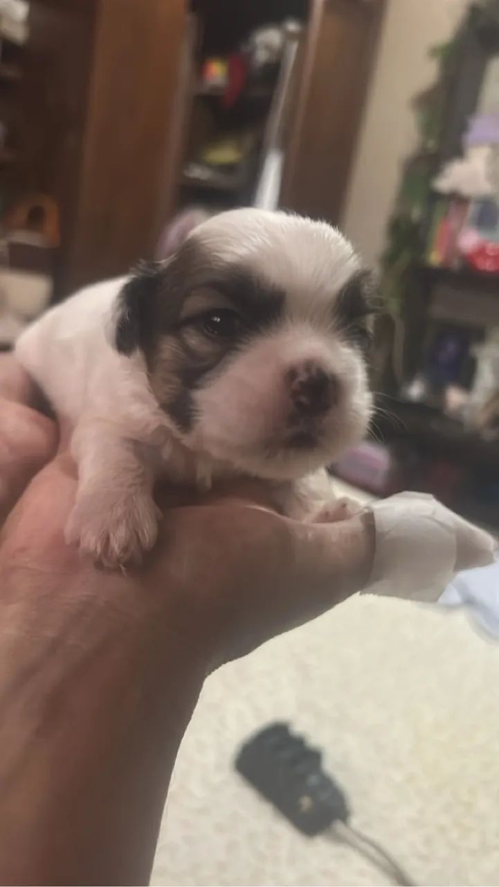 Shish tzu femea disponivel