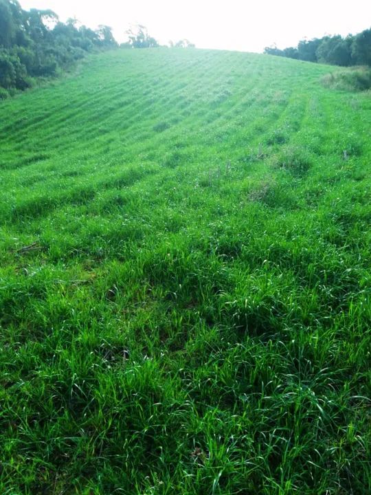 Oportunidade Imperdível em Angelina - SC! - Foto 5