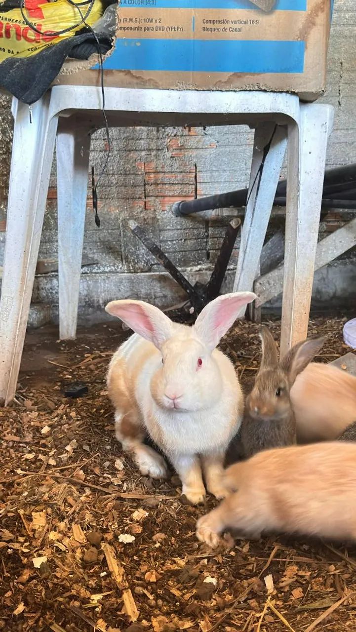 Coelhos grande  - Foto 2