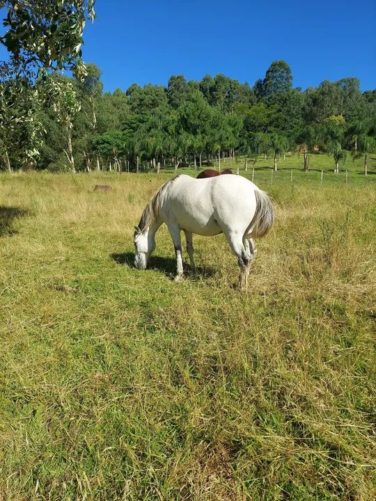 Cavalo de barbada - Foto 3