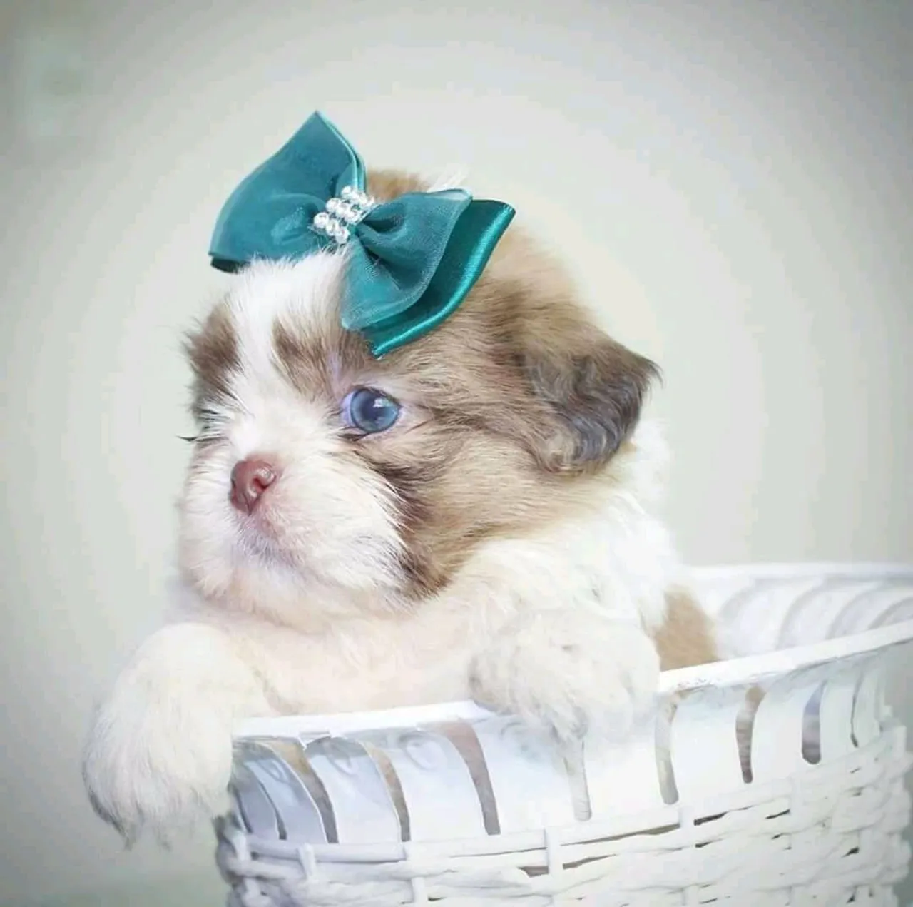 Filhote Shih Tzu fêmea e macho com pedigree