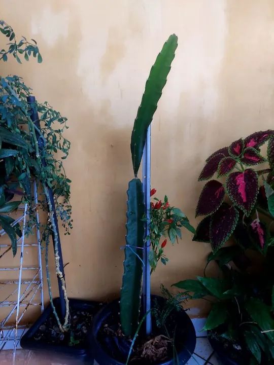 Mudas de pitaya - Foto 2