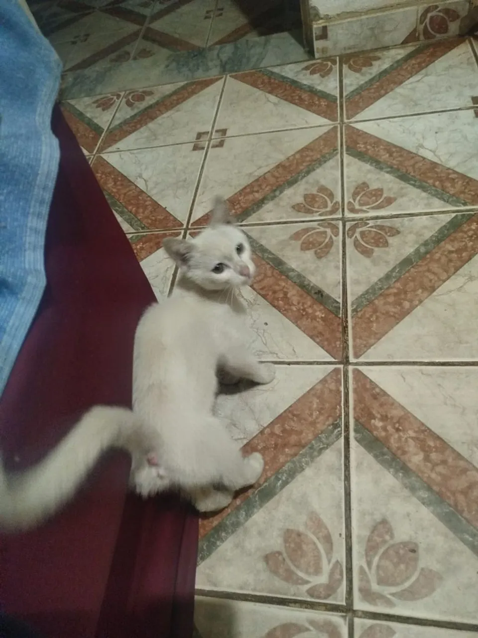 Gatinho branco disponível para adoção