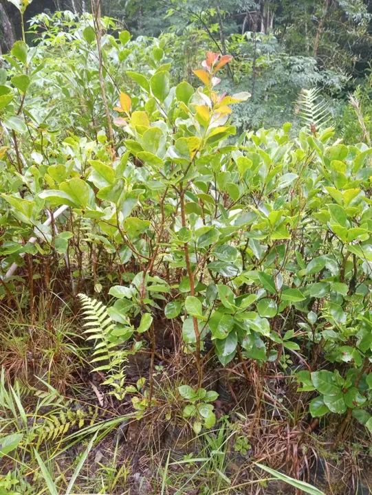 Mudas de araçá  - Foto 3