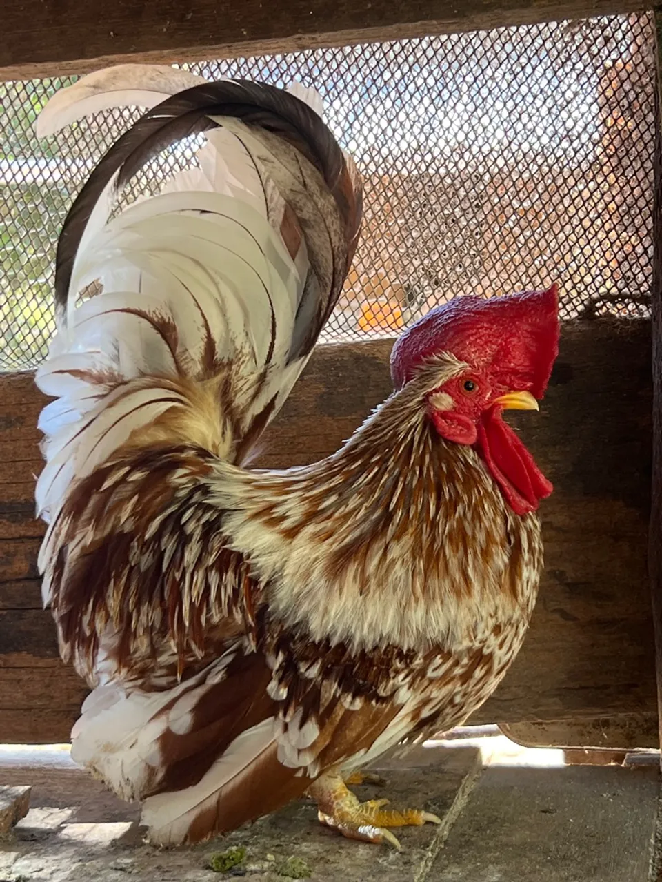 Galo Garnisé Nagasaki red mottled