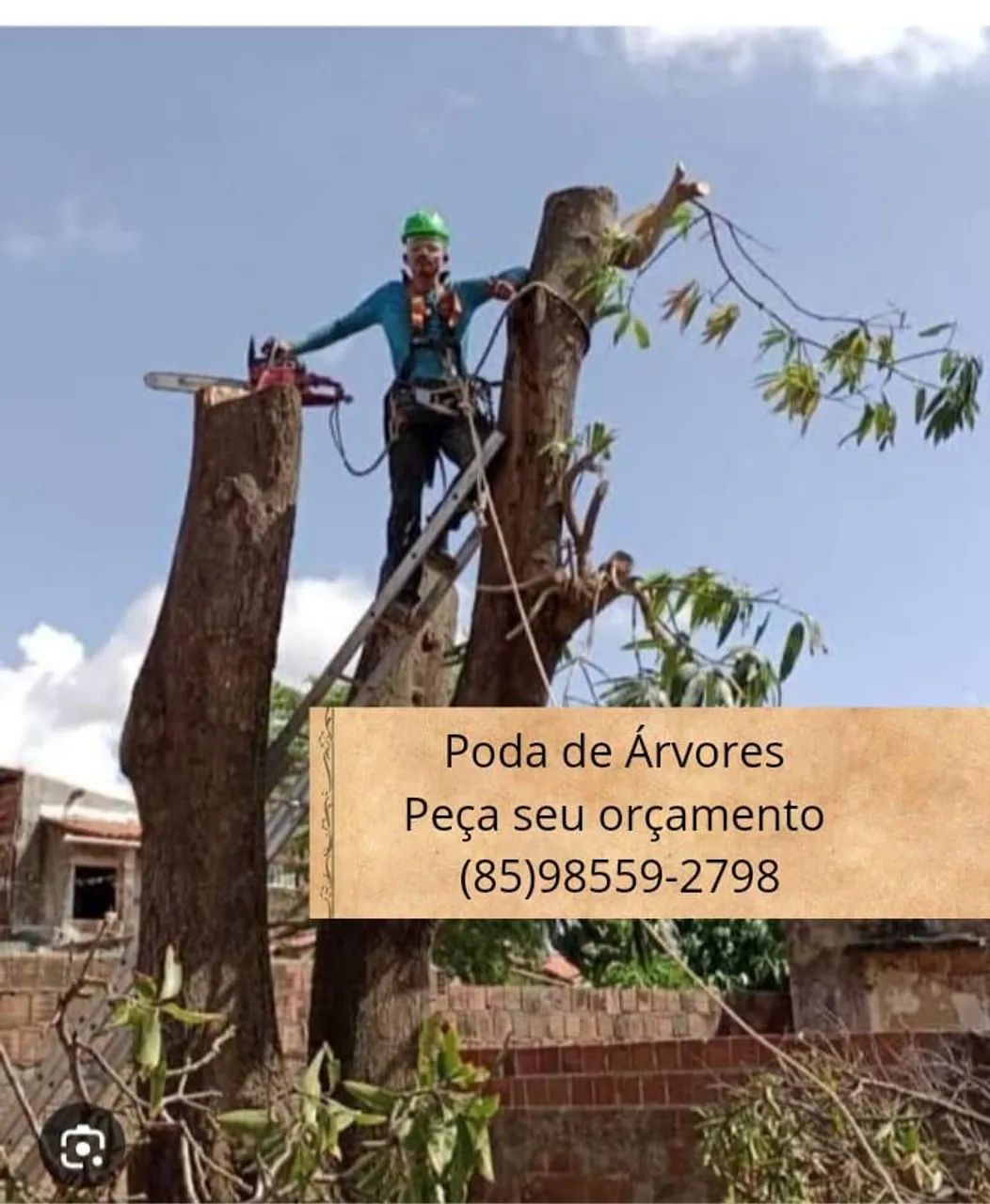 PODA DE ÁRVORES ORÇAMENTO GRÁTIS  - Foto 5