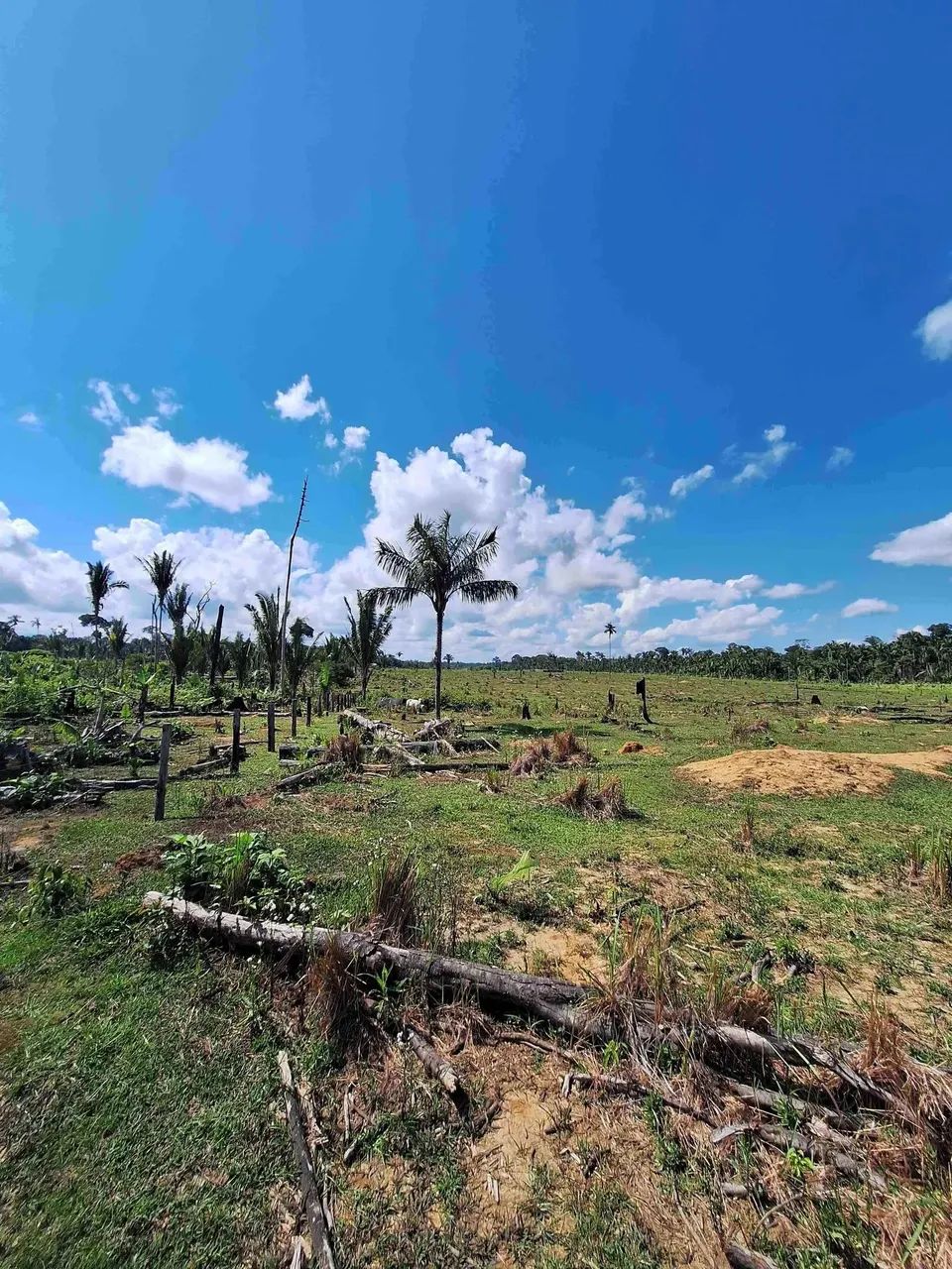 Fazenda pra venda possui 81 hectares em Área Rural de Canutama - Amazonas - AM - Foto 4