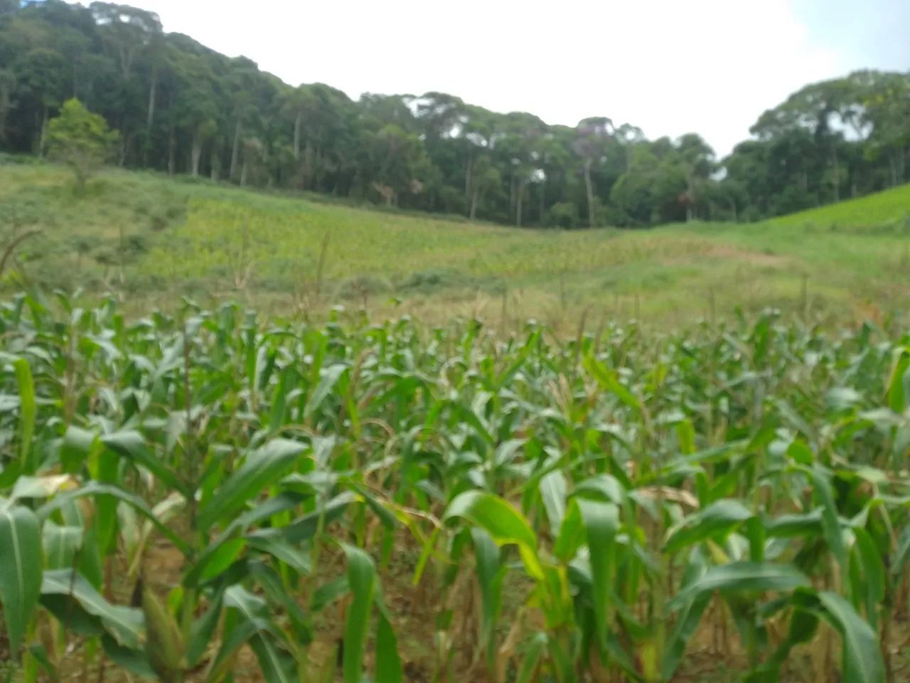 Sítio pedras azul 4 alqueires  - Foto 8