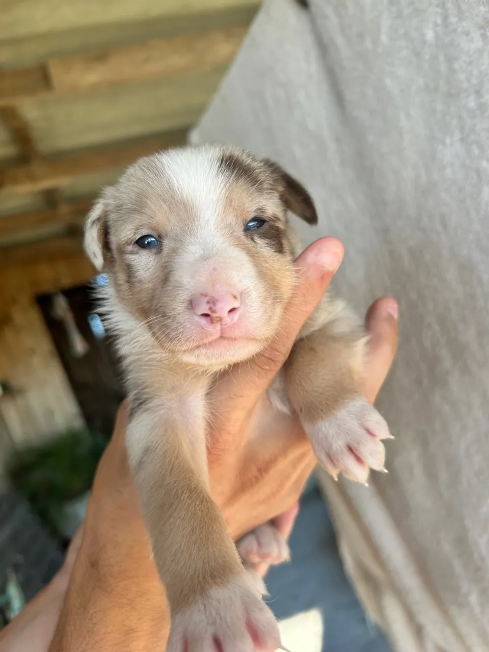 Border collie puros 
