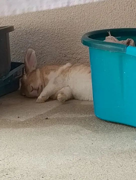 Coelho fofinho para adoção