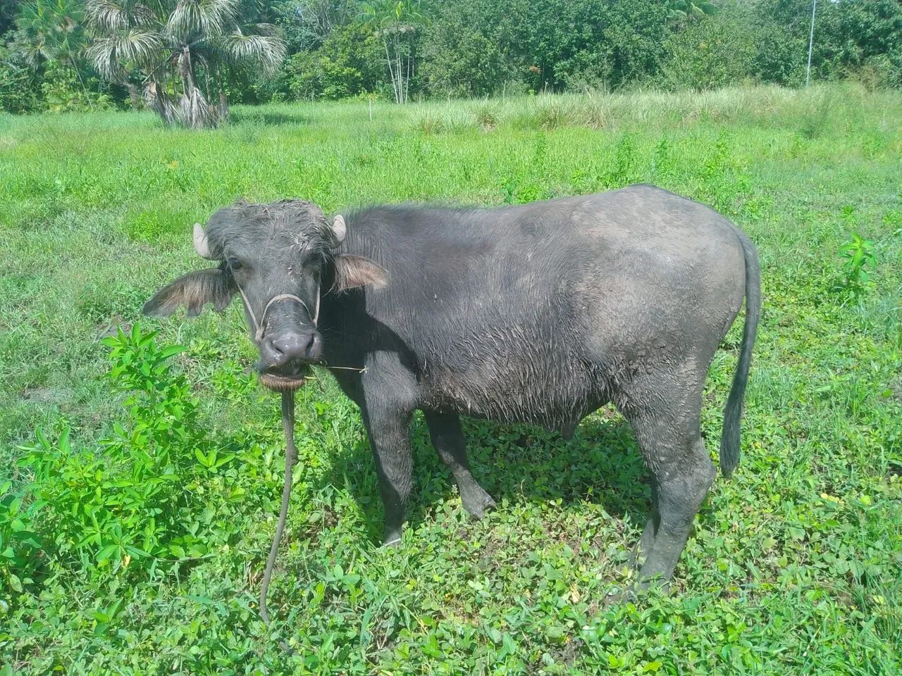 Búfalo  - Foto 2