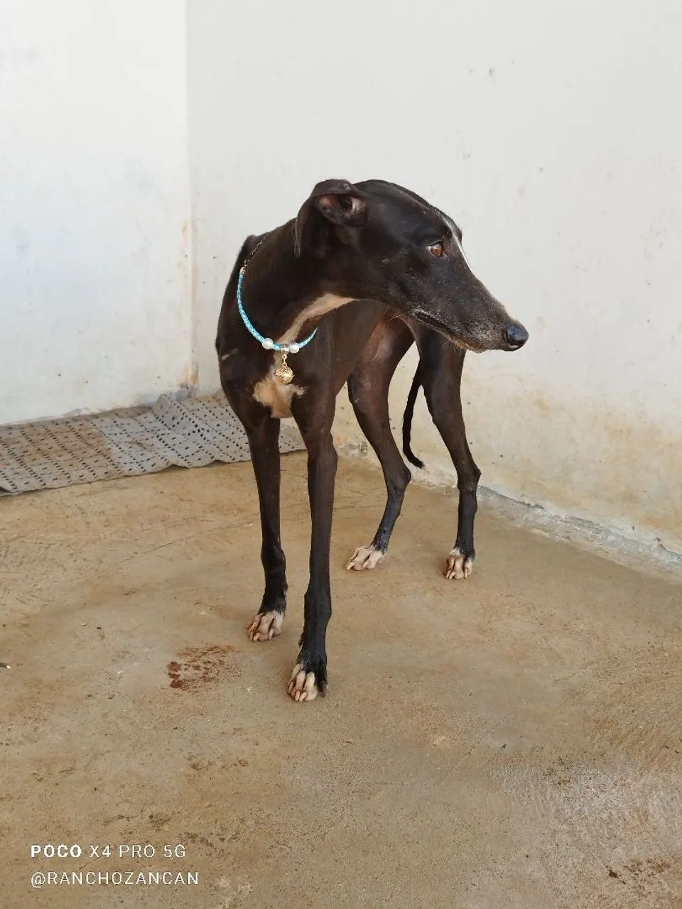 Galgo italiano  - Foto 5