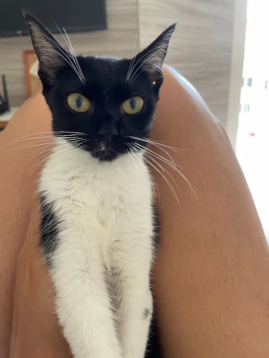 Filhote para doação  - Foto 4