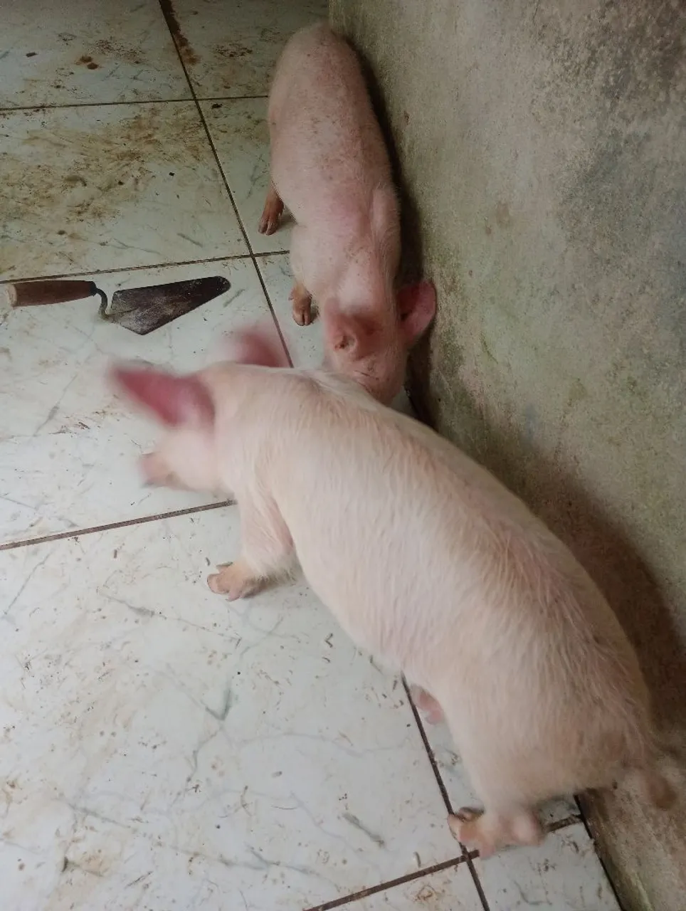 Filhotes de porco femeas 4 mês