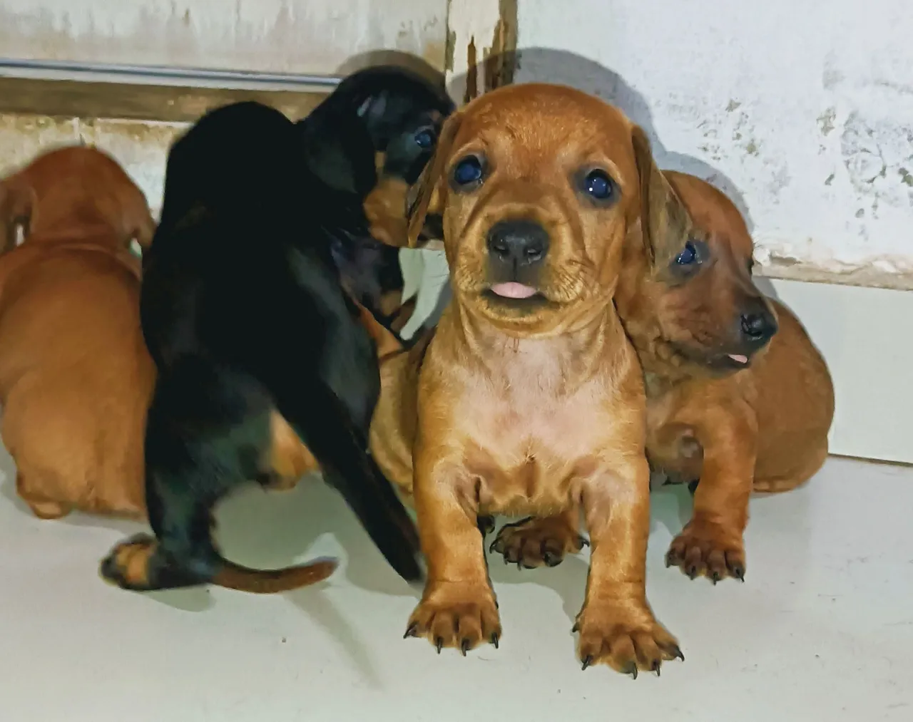 Dachshund, Teckel, Salsicha, Cofapi filhotes