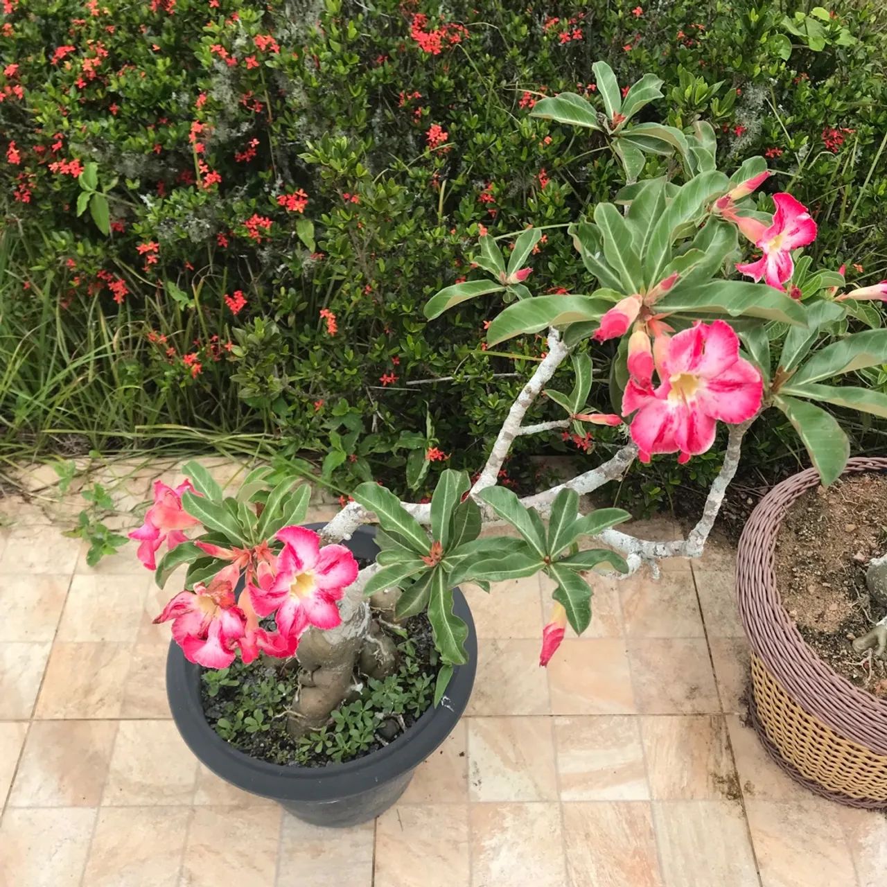 Rosas do deserto e Suculentas ?