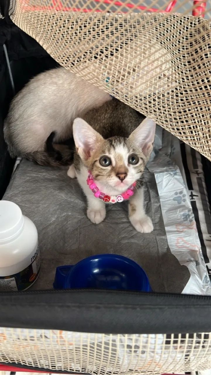 Filhote de gato, (fêmea) 