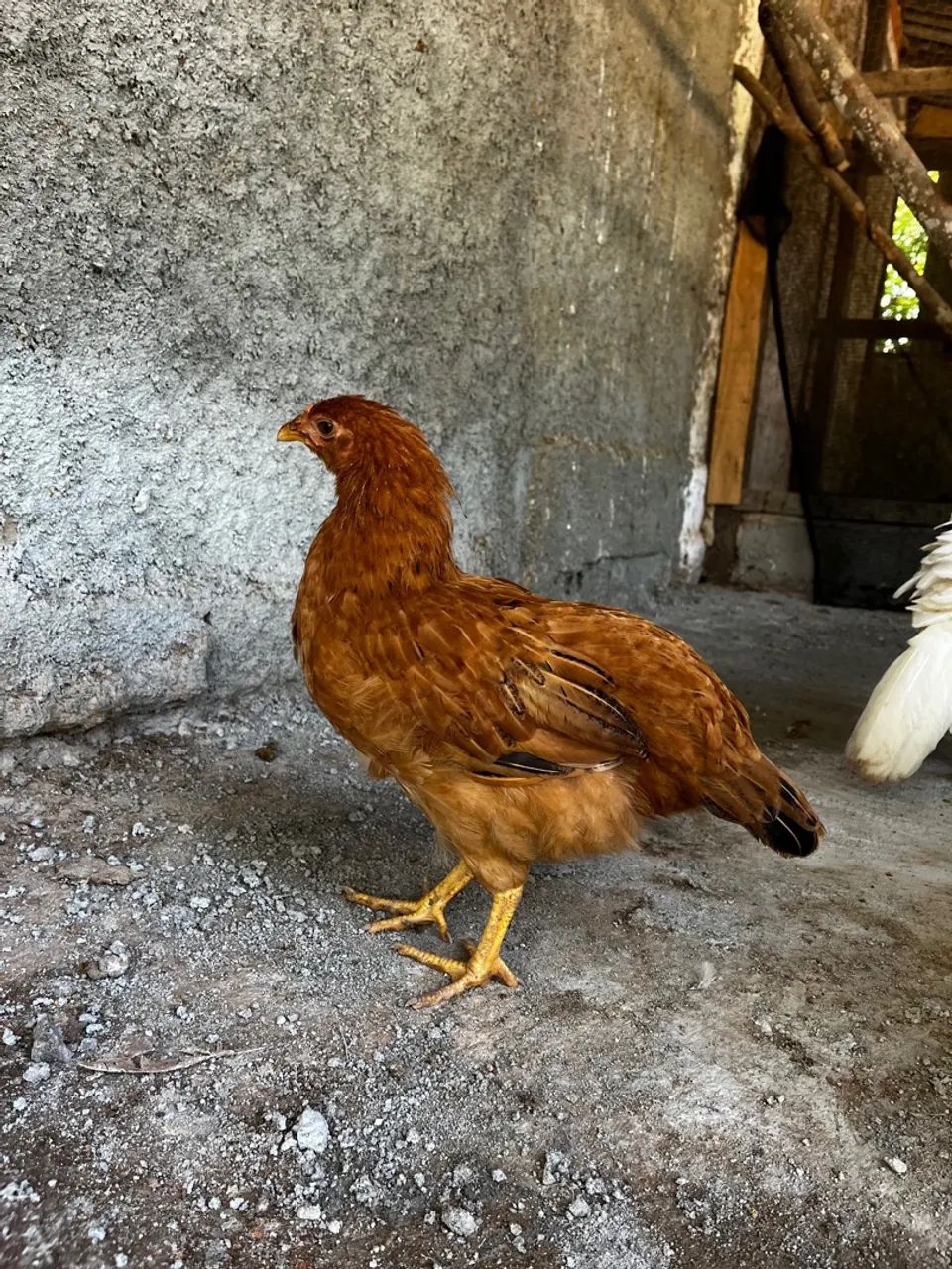 Frangas e frangos caipira  - Foto 5