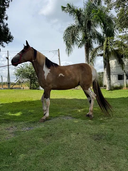 Égua Pampa Mangalarga Marcha Picada - Foto 2