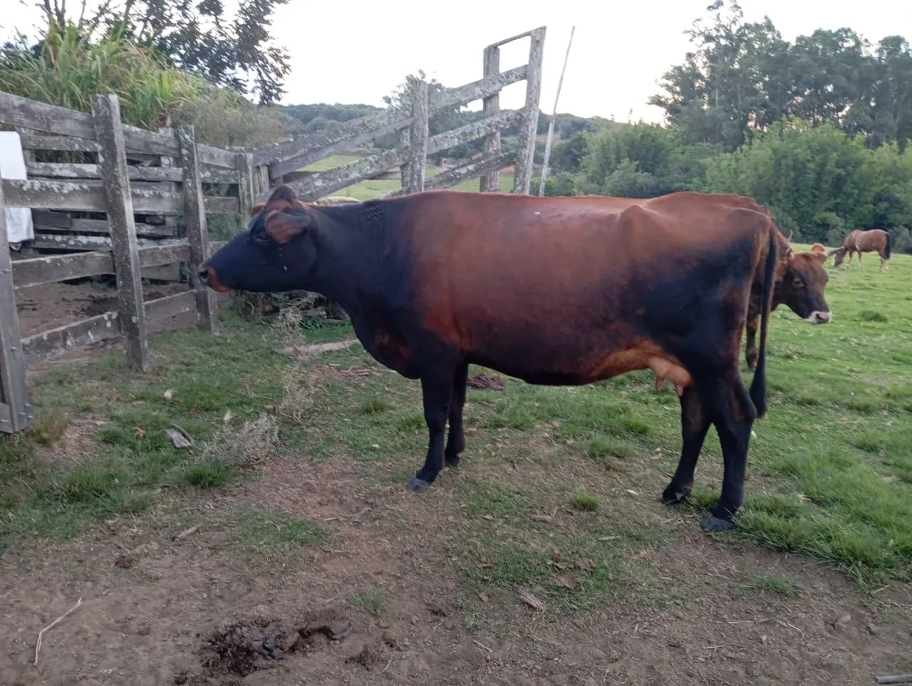 Vaca Jersey com pardo suíço 