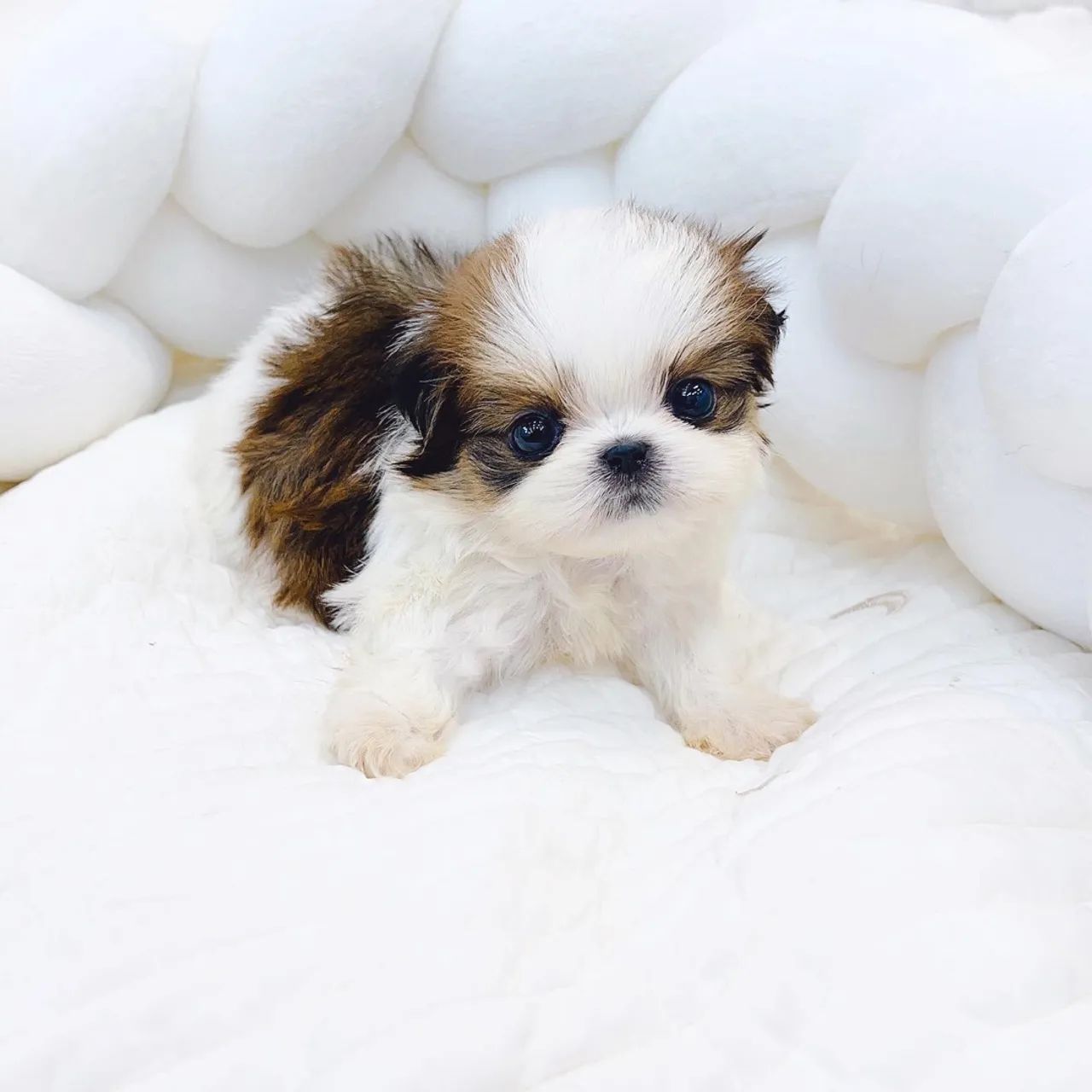 Shih tzu Mini  - Foto 2