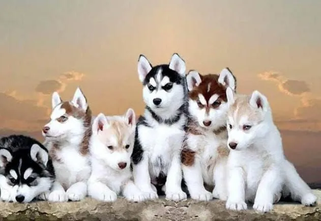 Filhotes de Husky Siberiano Disponíveis