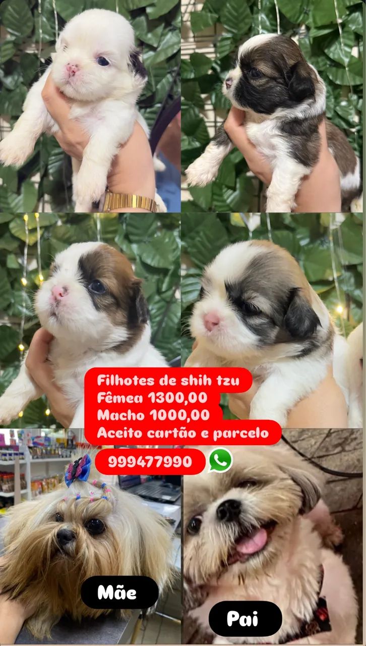 Filhotes de shi tzu