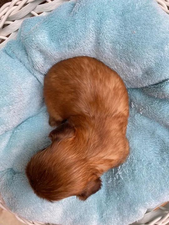 Filhotes Shih Tzu fígado disponíveis  - Foto 2