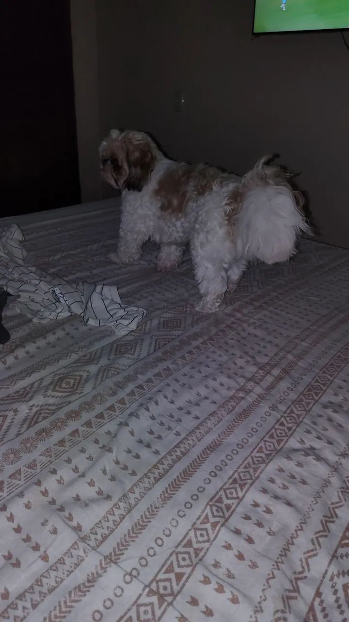 Procuro enamorada  - Foto 2