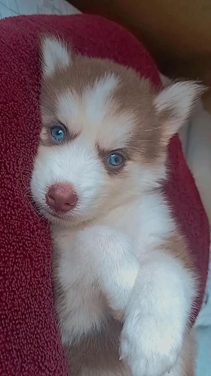 Husky siberiano  - Foto 2