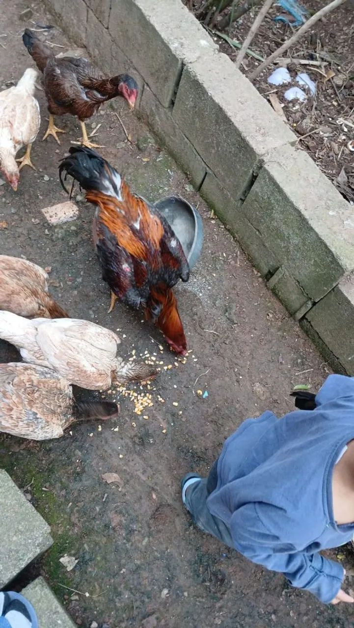 Quero vender meu galinheiro inteiro 