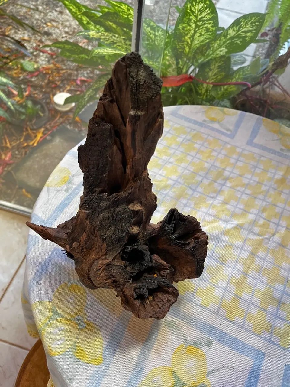 Tronco de aroeira para aquário  - Foto 2