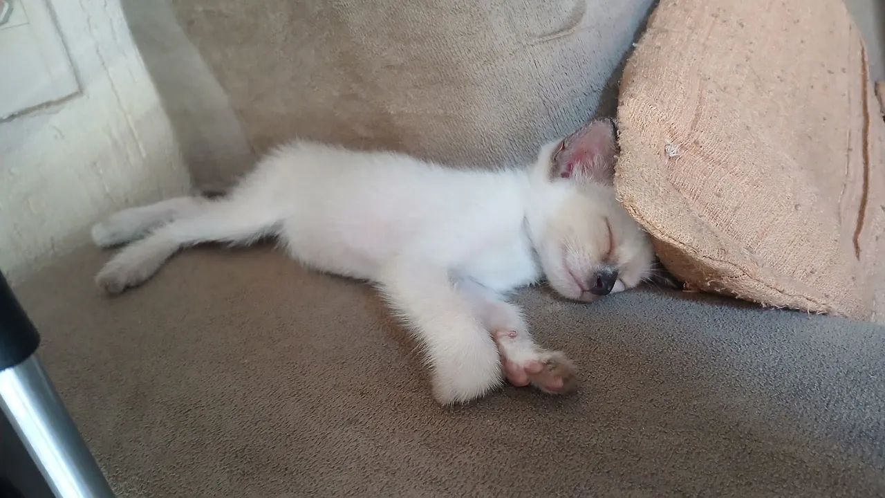 Doa-se Gato  - Foto 2