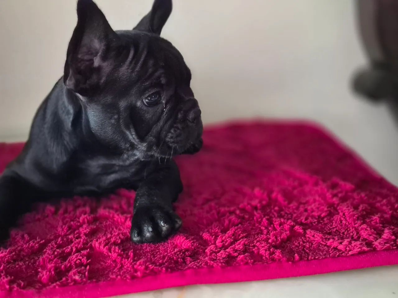 Bulldog francês disponível  - Foto 5