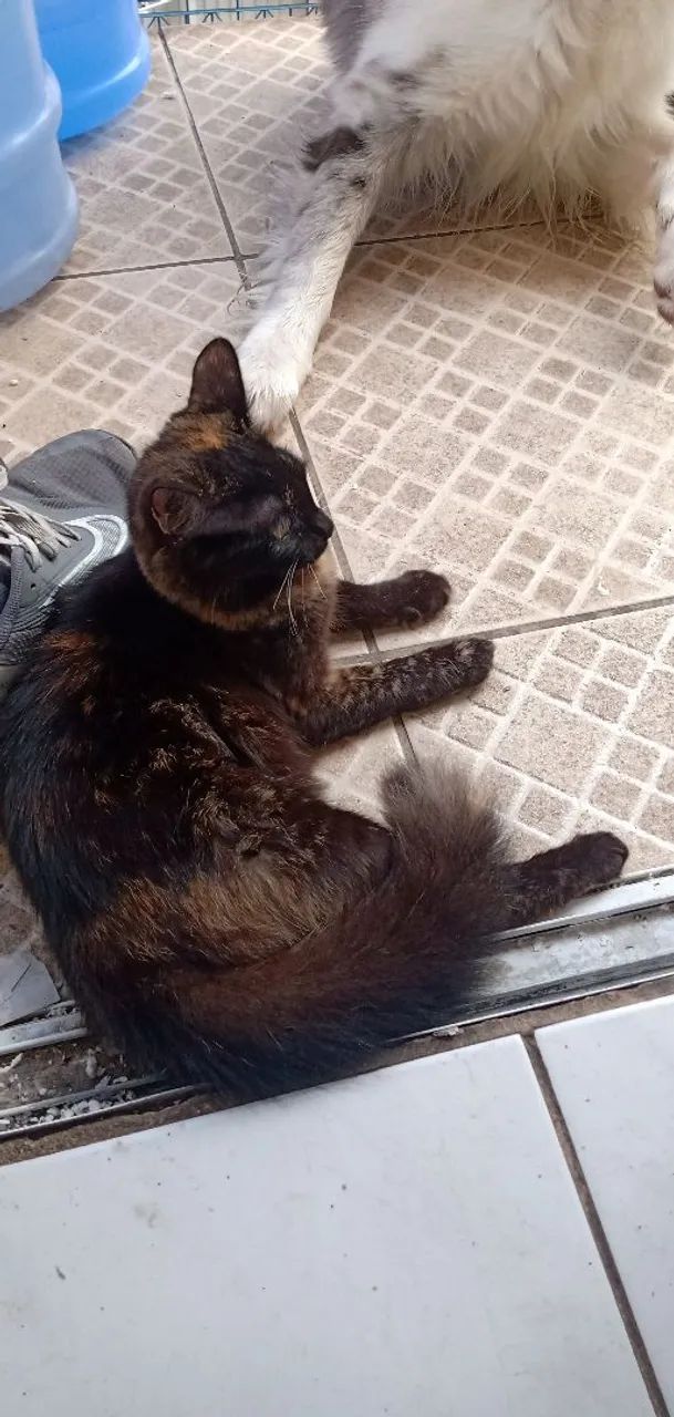 Doação de linda gatinha 4 meses - Foto 2